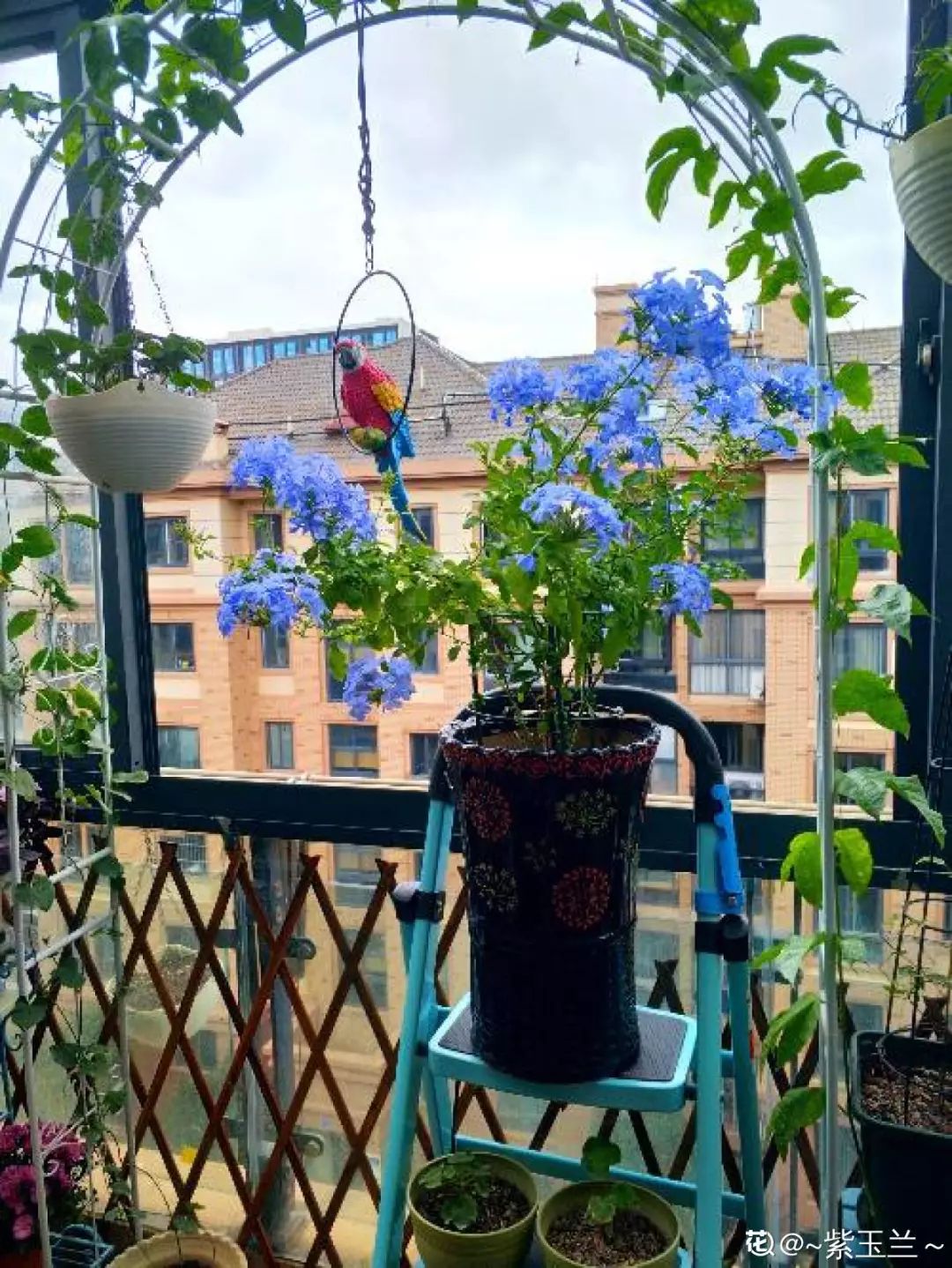 室內養(yǎng)花_室內養(yǎng)花的好處與壞處_室內養(yǎng)花有小飛蟲怎么辦