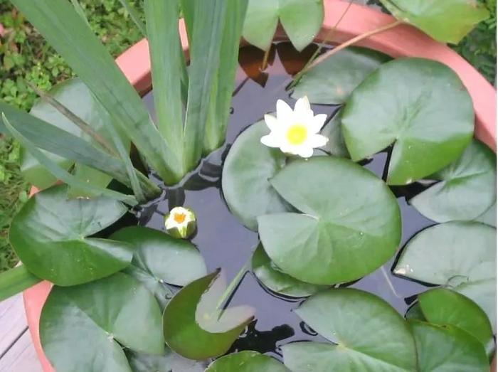 沒想到睡蓮是這么容易養(yǎng)護的花卉，北方的朋友也能養(yǎng)水缸里