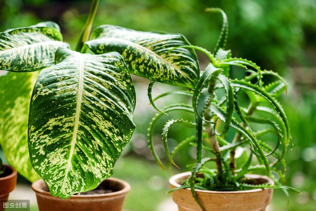 6種適合臥室養(yǎng)的盆栽植物，清新又靜心
