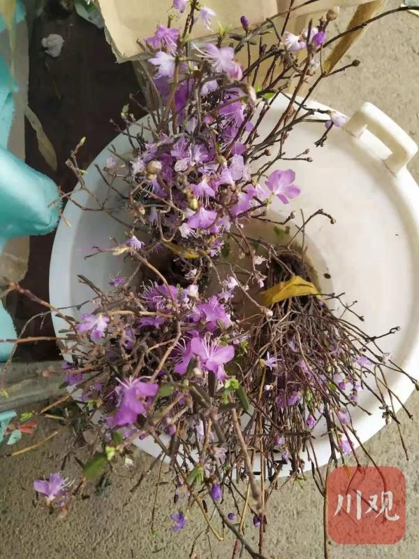 成都花卉市場的貨源在哪里進(jìn)的_成都花卉市場_2020年成都花卉市場