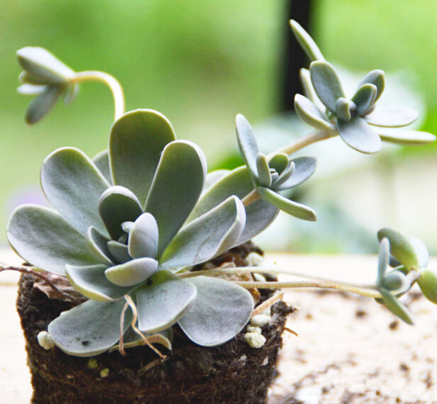 各個(gè)品種多肉植物開花該如何應(yīng)對