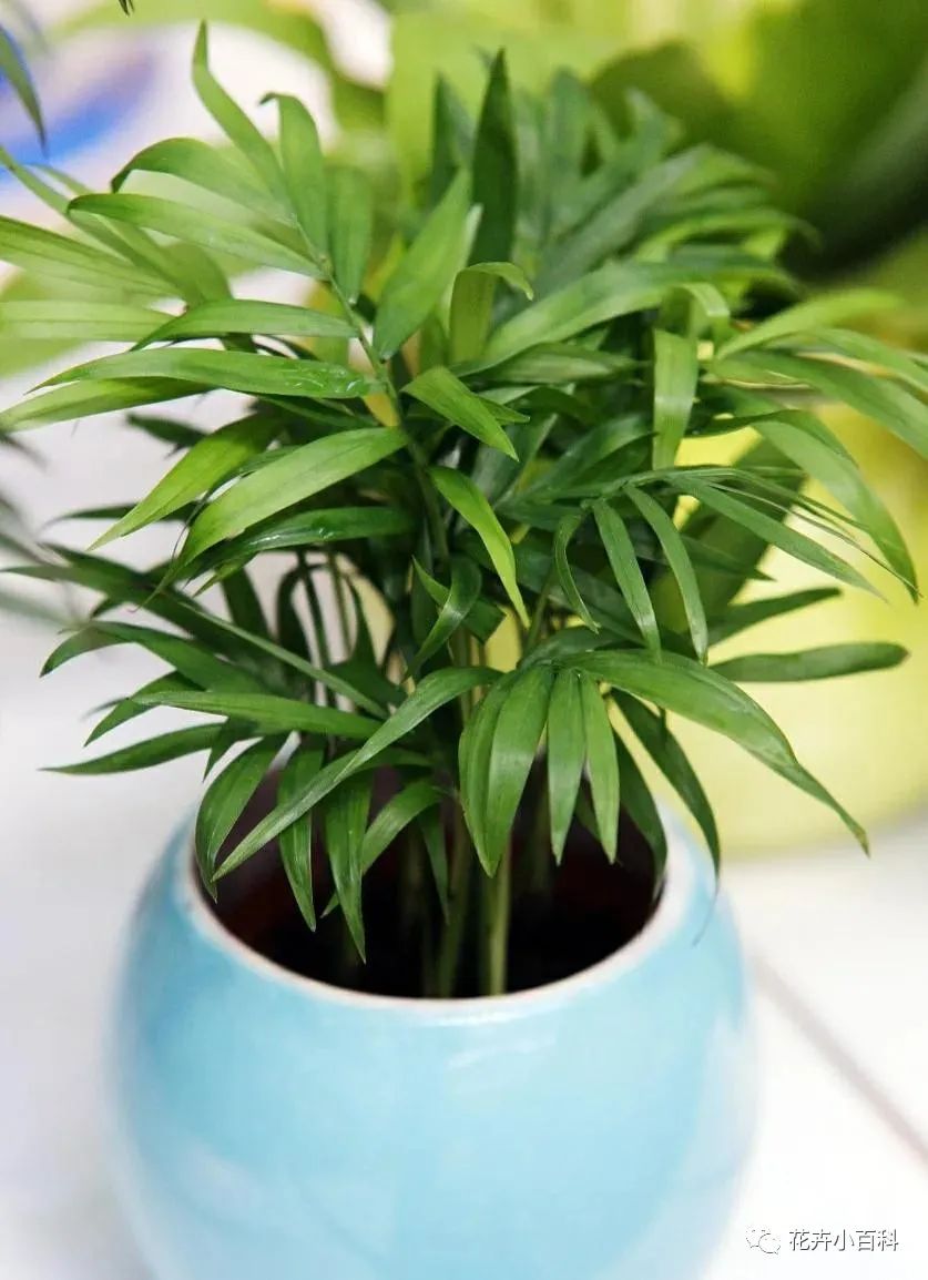 1種綠植適合冬季客廳養(yǎng)，清新空氣效果好，美觀大方，養(yǎng)起來簡單