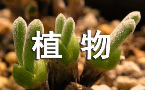 耐熱耐寒的多肉品種_耐寒又耐熱皮實(shí)好養(yǎng)多肉_耐寒耐熱的多肉植物