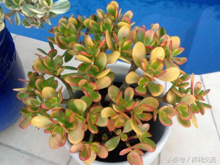 7種顏色艷麗的多肉植物，葉片看起來比花朵還美，價格便宜