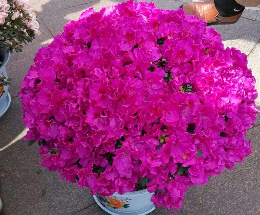 這3種花，比綠蘿還漂亮好養(yǎng)，花期長，易繁殖