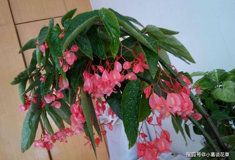 <strong>花期最長的室內(nèi)綠植，一年四季開花，比綠蘿還好養(yǎng)，扦插就能活</strong>