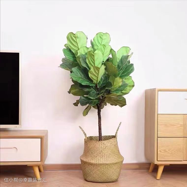 凈化室內(nèi)空氣的綠植_凈化室內(nèi)空氣植物_室內(nèi)空氣凈化綠植