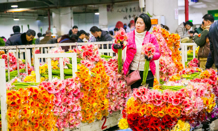 成都花卉批發(fā)市場(chǎng)_花卉市場(chǎng)成都_成都市花卉批發(fā)市場(chǎng)