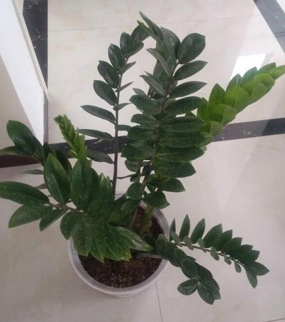 用什么花盆養(yǎng)花好？5種材質(zhì)各有優(yōu)劣，找出"最適合的"很關(guān)鍵