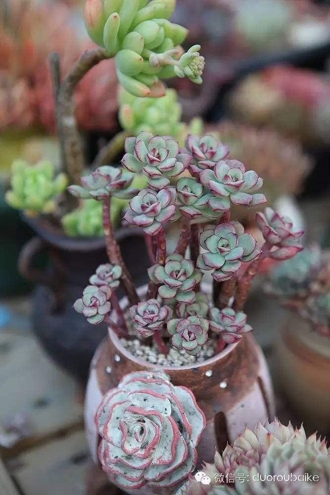 花瓣植物多肉圖片_多肉植物的花瓣_花瓣植物多肉怎么養(yǎng)