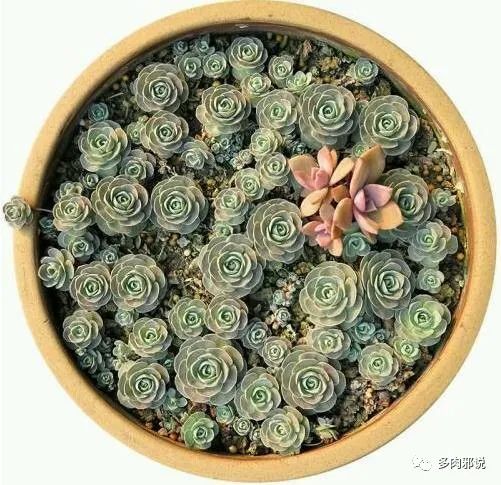 <strong>適合懶人的10種多肉植物，便宜又好養(yǎng)，一不小心還能爆盆</strong>