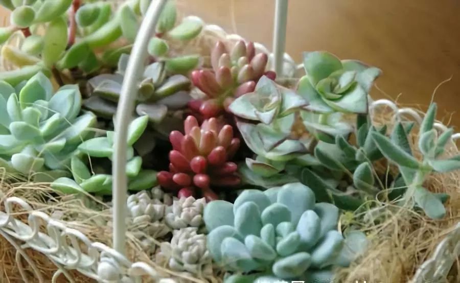 <strong>適合新手的16種多肉植物，好養(yǎng)易活，外形美麗！</strong>