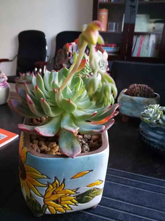 植物花多肉_植物多肉花怎樣養(yǎng)護(hù)_植物肉花生