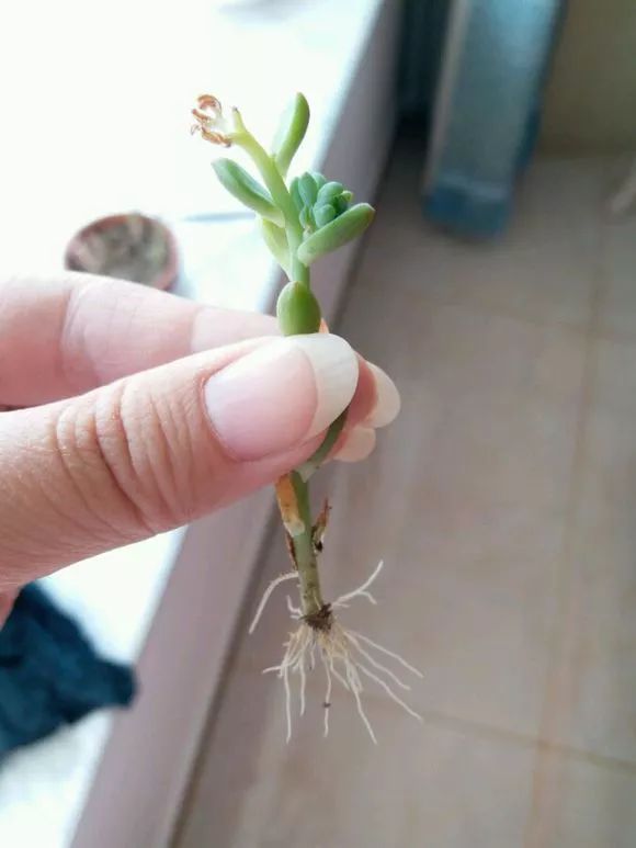植物花多肉_植物多肉花怎樣養(yǎng)護(hù)_植物肉花生