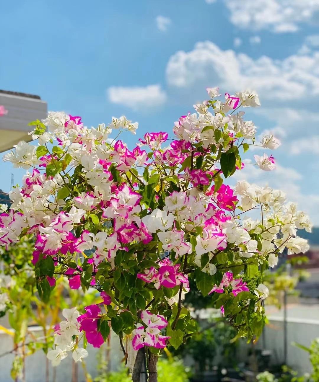 家里南陽臺適合種植什么花卉_南陽臺適合養(yǎng)什么花_適合南面陽臺養(yǎng)的花