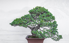 辦公桌轉(zhuǎn)運(yùn)植物_辦公室轉(zhuǎn)運(yùn)風(fēng)水?dāng)[件應(yīng)該放哪_辦公室轉(zhuǎn)運(yùn)綠植