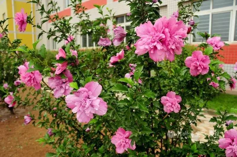 18種開(kāi)花超好看的室內(nèi)盆栽，花期長(zhǎng)而且很好養(yǎng)護(hù)，你家有哪幾種？