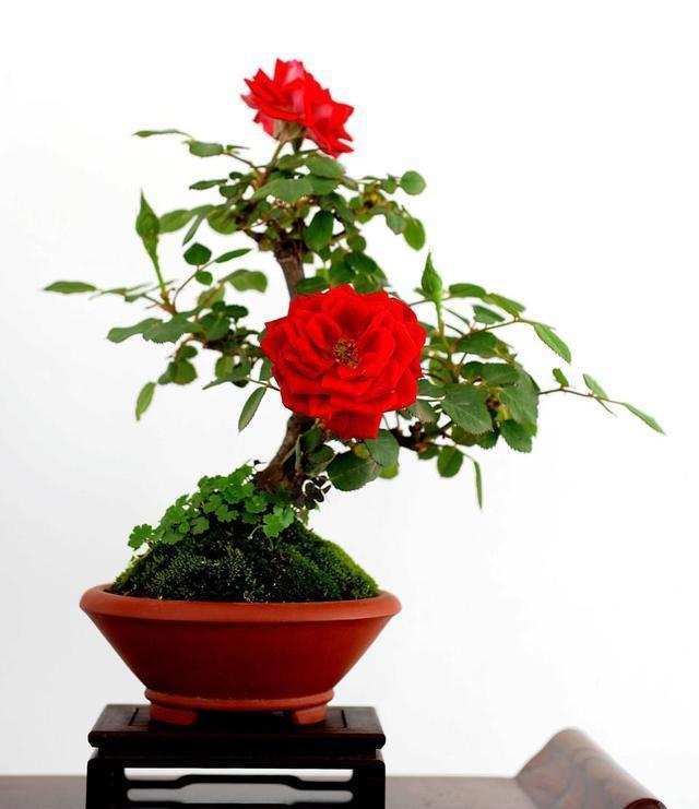 一年四季都開(kāi)花的八大名花，常年花開(kāi)不斷