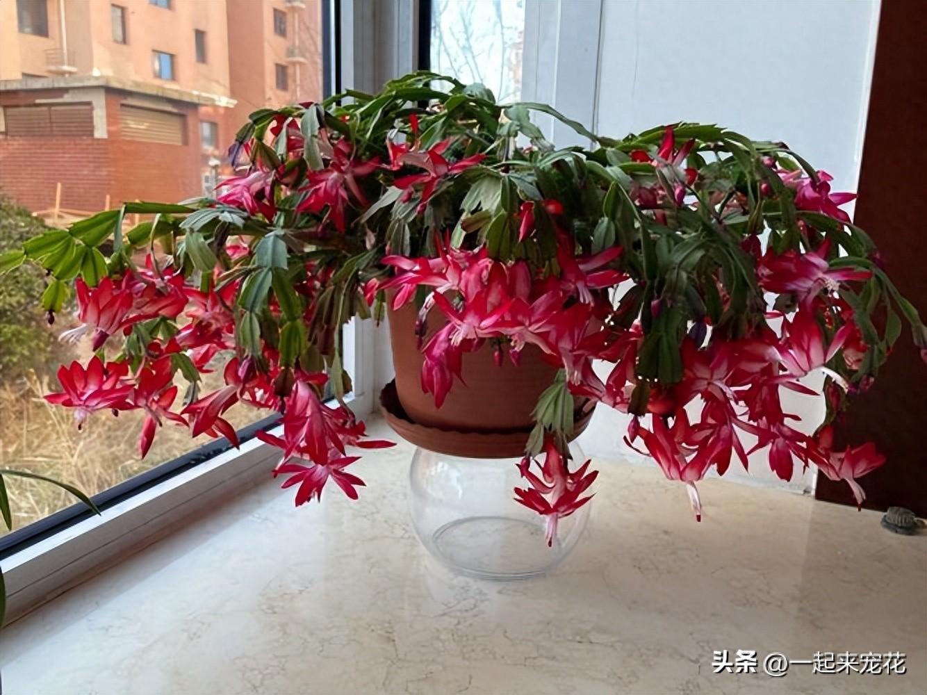 適合室內(nèi)種植的5種花，每一種都是顏值擔(dān)當(dāng)，好養(yǎng)好看空氣更清新