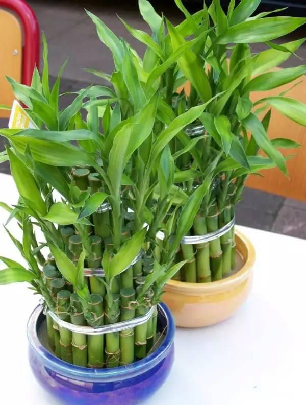 室內(nèi)綠植水培還是土培好養(yǎng)_室內(nèi)水培綠植_室內(nèi)綠植水培好還是土培