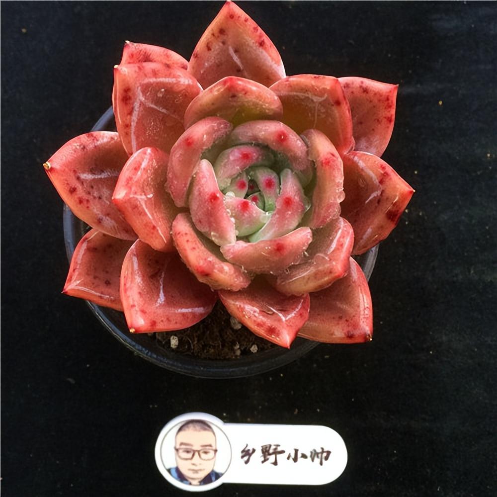 上新多肉精品，每款顏值都好，一起看看吧