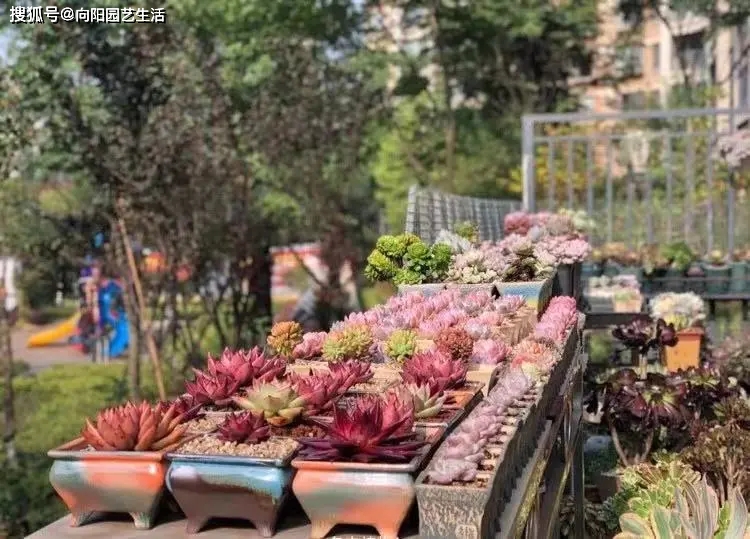 多肉土品種介紹_多肉的土是什么土_多肉的土