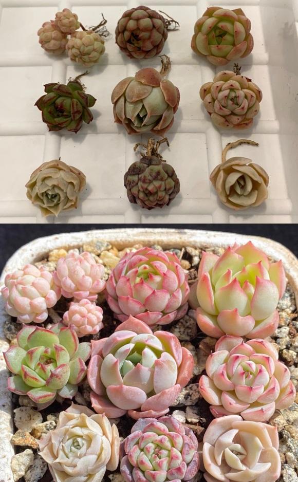 皮實(shí)好養(yǎng)的蓮花座多肉_蓮花座多肉品種大全圖解_蓮花座多肉