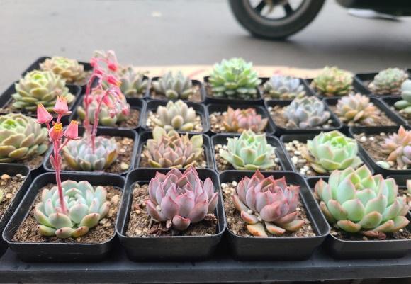皮實(shí)好養(yǎng)的蓮花座多肉_蓮花座多肉_蓮花座多肉品種大全圖解