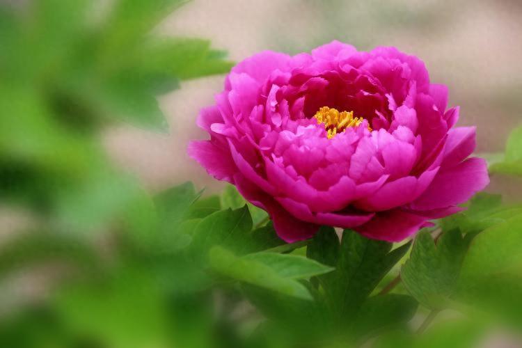 家中有這三種花，鎮(zhèn)宅旺家，看看你家養(yǎng)了哪一種？