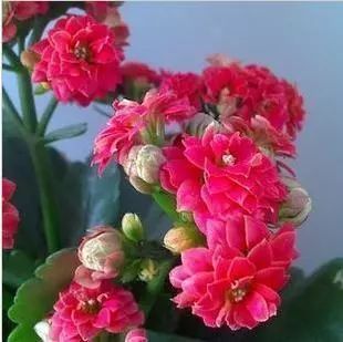 12種在零下依然凍不死又容易開(kāi)花的植物，給冬天增彩！