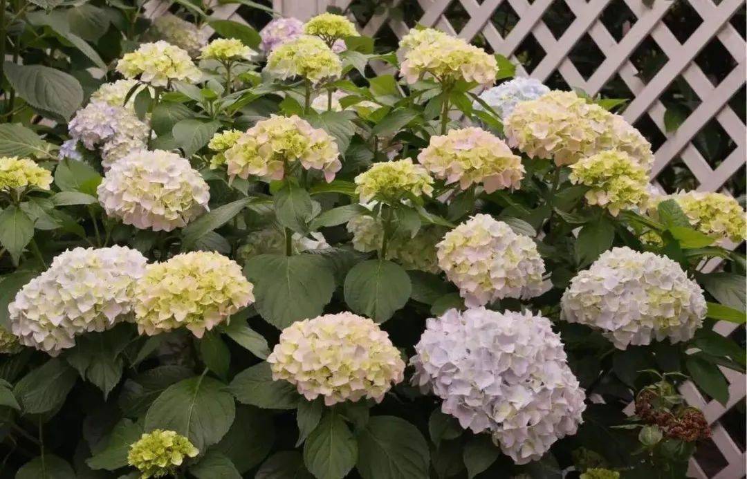 家里采光差不能養(yǎng)花？別擔(dān)心，還有四種解決辦法