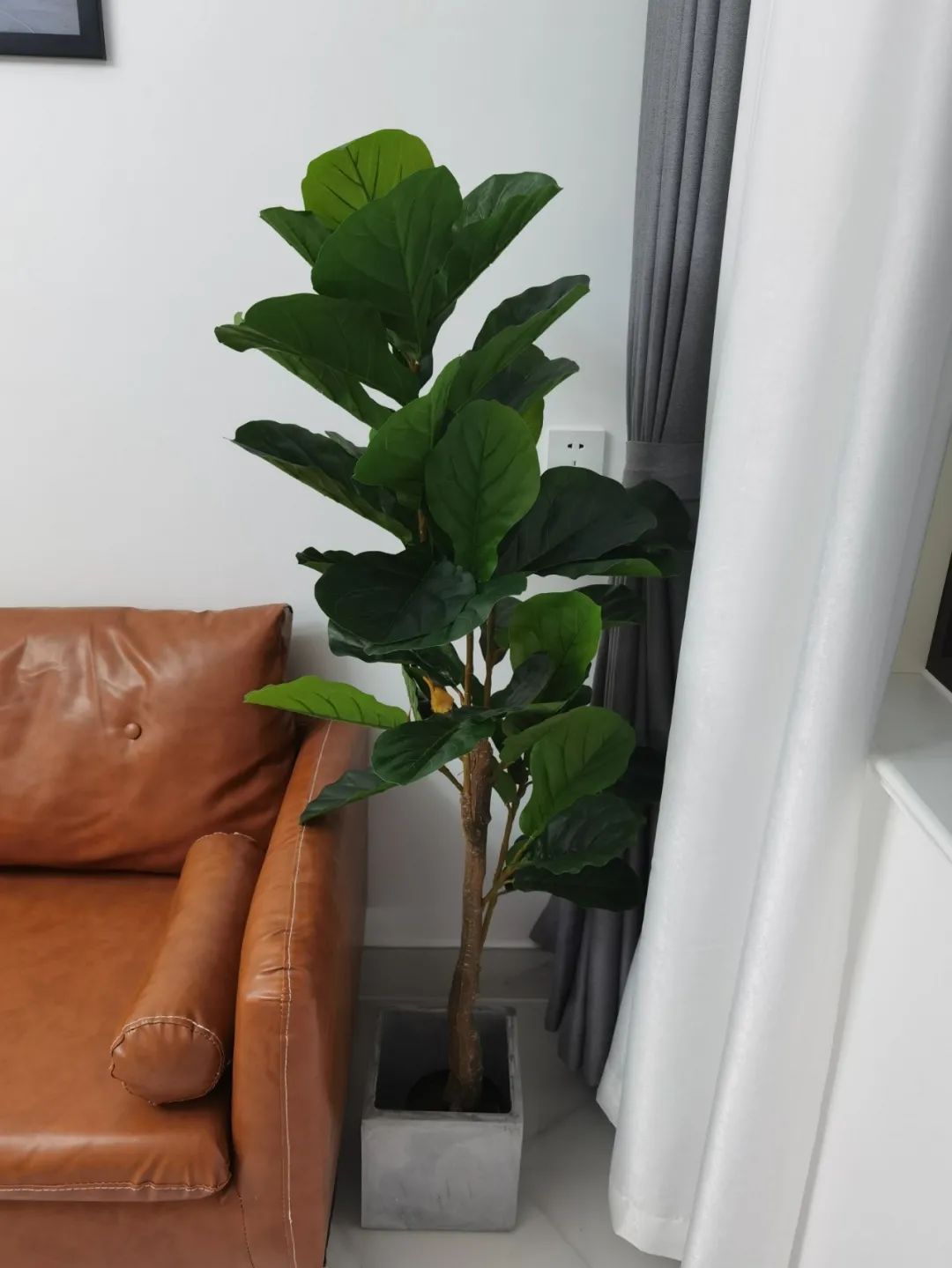 哪些可以提升空間質(zhì)感的綠植？這10種綠植擺在家里，空間很有氣質(zhì)