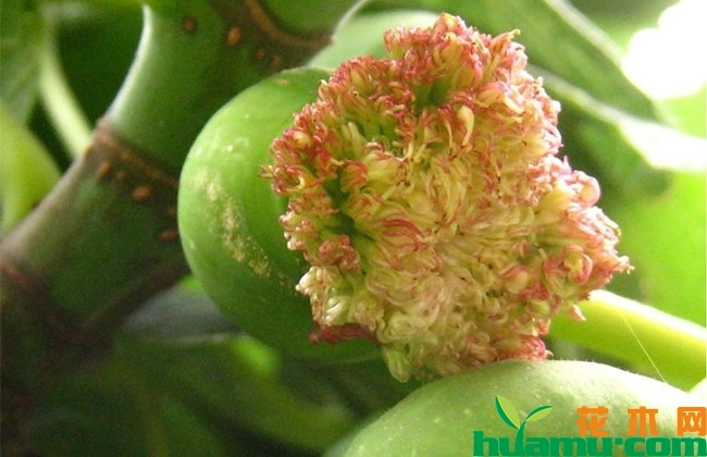 <strong>無(wú)花果開花嗎？無(wú)花果的花長(zhǎng)什么樣子?</strong>