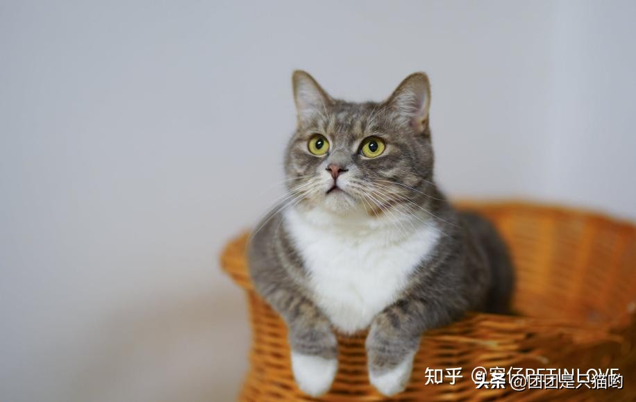 貓咪體內(nèi)外驅(qū)蟲多久一次，為什么？