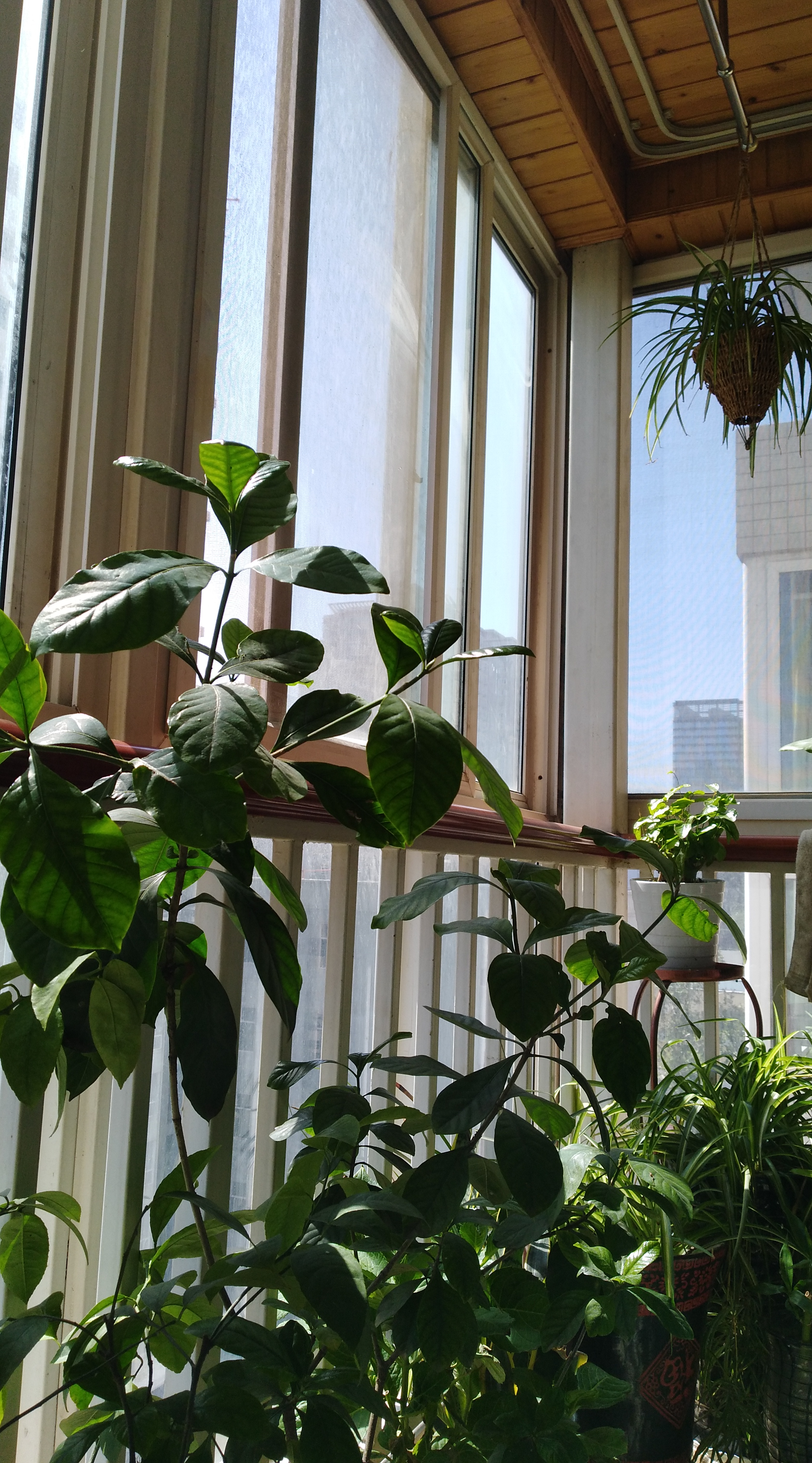 綠植也有風(fēng)水，客廳如何擺放植物有利于風(fēng)水？